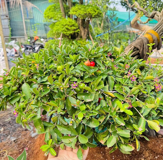 Cây ăn quả quen thuộc lên chậu thành bonsai được ưa chuộng, có cây giá tới 7 tỷ đồng, mang lại may mắn và tài lộc - 7