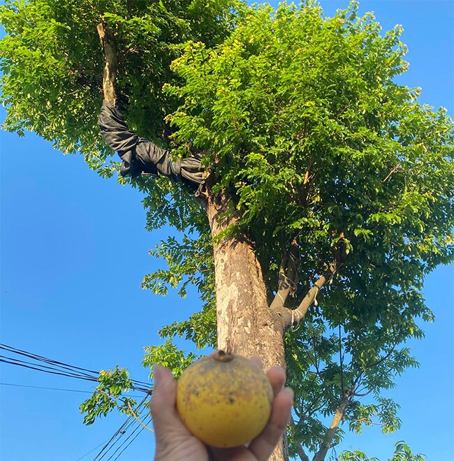 Cây ăn quả quen thuộc thành bonsai, có cây giá 3 tỷ đồng chủ nhân chưa đồng ý bán, mang lại may mắn tài lộc - 2