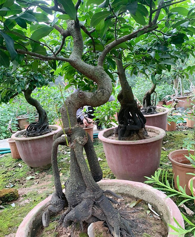 Cây ăn quả quen thuộc thành bonsai, có cây giá 3 tỷ đồng chủ nhân chưa đồng ý bán, mang lại may mắn tài lộc - 6