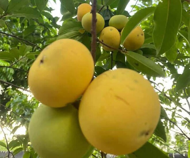 Cây ăn quả quen thuộc thành bonsai, có cây giá 3 tỷ đồng chủ nhân chưa đồng ý bán, mang lại may mắn tài lộc - 1