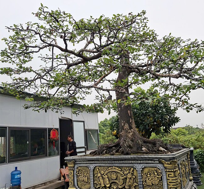 Cây ăn quả quen thuộc thành bonsai, có cây giá 3 tỷ đồng chủ nhân chưa đồng ý bán, mang lại may mắn tài lộc - 3