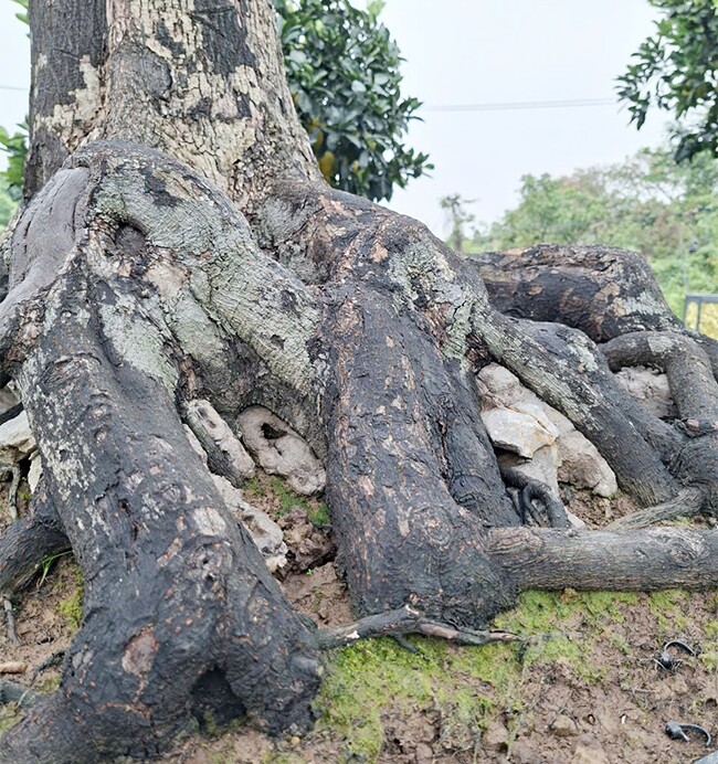 Cây ăn quả quen thuộc thành bonsai, có cây giá 3 tỷ đồng chủ nhân chưa đồng ý bán, mang lại may mắn tài lộc - 4