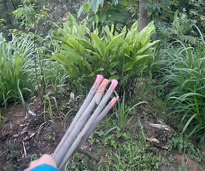 Cây dại mọc bờ bụi xưa dành cho "người nghèo", nay thành đặc sản có hương vị đặc biệt được ưa chuộng, 70.000 đồng/kg - 1