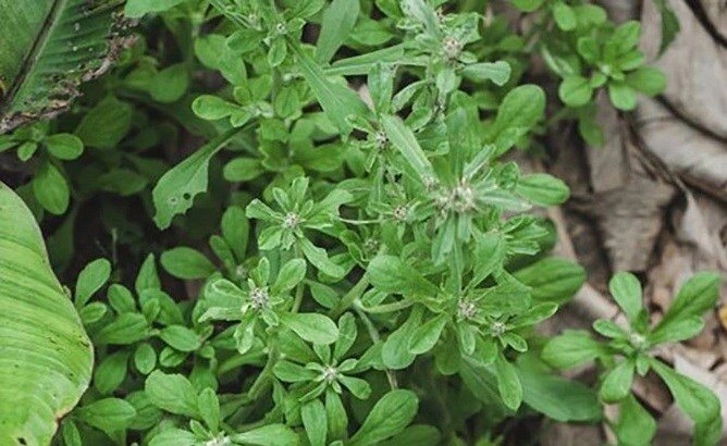 Cây dại mọc bờ rào xưa dành cho "người nghèo", nay thành đặc sản được dân thành phố ưa chuộng, tốt cho sức khỏe - 2