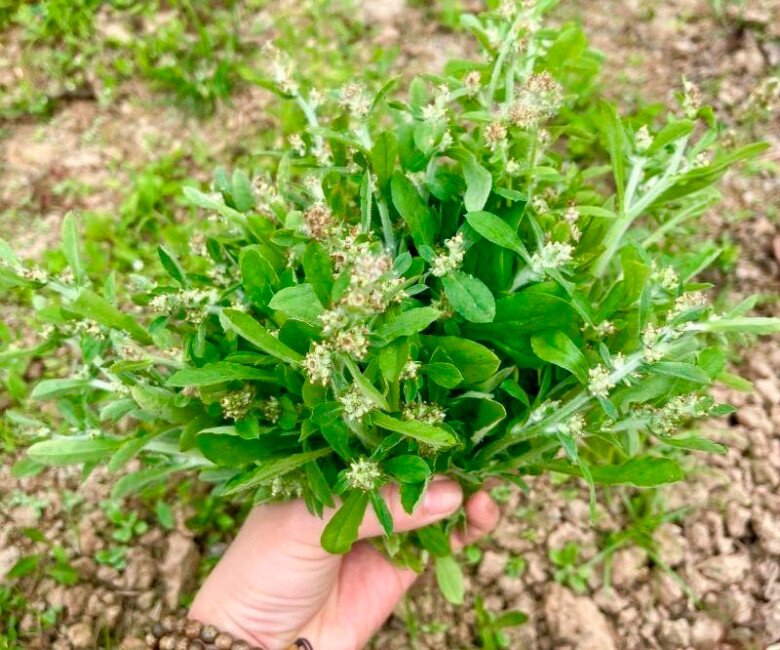 Cây dại mọc bờ rào xưa dành cho "người nghèo", nay thành đặc sản được dân thành phố ưa chuộng, tốt cho sức khỏe - 1