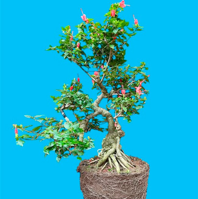 Cây dại ở bờ rào nở hoa quanh năm "lên chậu" thành bonsai, mang lại phước lành và may mắn, có cây giá 300 triệu đồng - 2