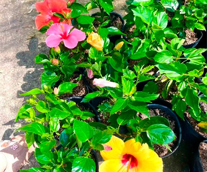 Cây dại ở bờ rào nở hoa quanh năm "lên chậu" thành bonsai, mang lại phước lành và may mắn, có cây giá 300 triệu đồng - 1