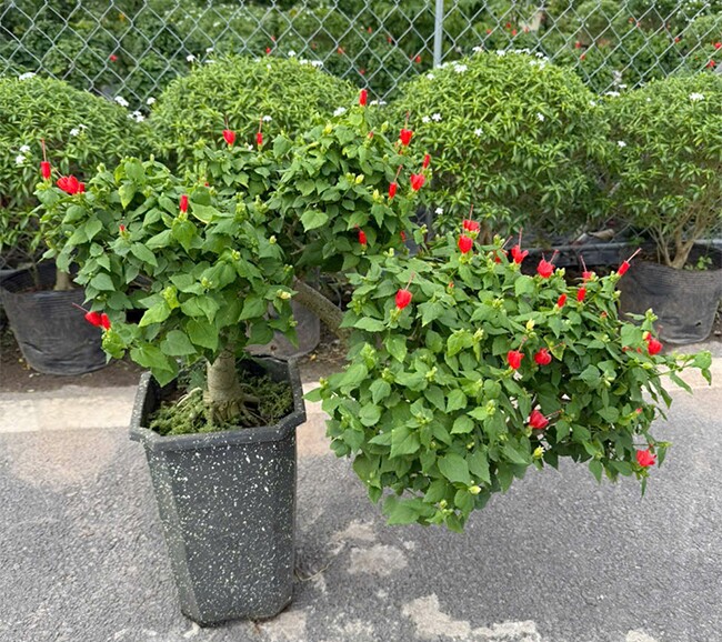 Cây dại ở bờ rào nở hoa quanh năm "lên chậu" thành bonsai, mang lại phước lành và may mắn, có cây giá 300 triệu đồng - 7