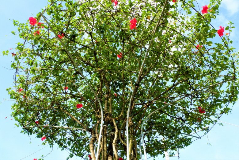 Cây dại ở bờ rào nở hoa quanh năm "lên chậu" thành bonsai, mang lại phước lành và may mắn, có cây giá 300 triệu đồng - 4