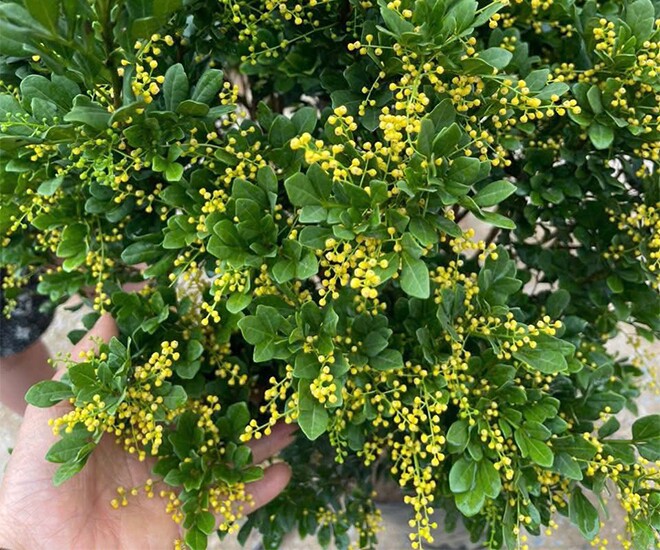 Cây dại ở hàng rào "lên chậu" thành bonsai, có cây hơn 1 tỷ đồng, tỏa mùi thơm đặc biệt và mang lại may mắn - 1