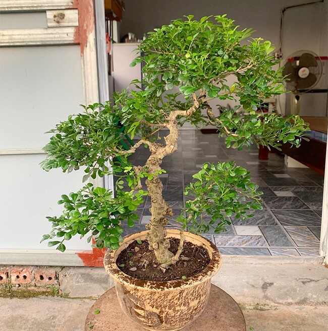 Cây dại ở hàng rào "lên chậu" thành bonsai, có cây hơn 1 tỷ đồng, tỏa mùi thơm đặc biệt và mang lại may mắn - 7