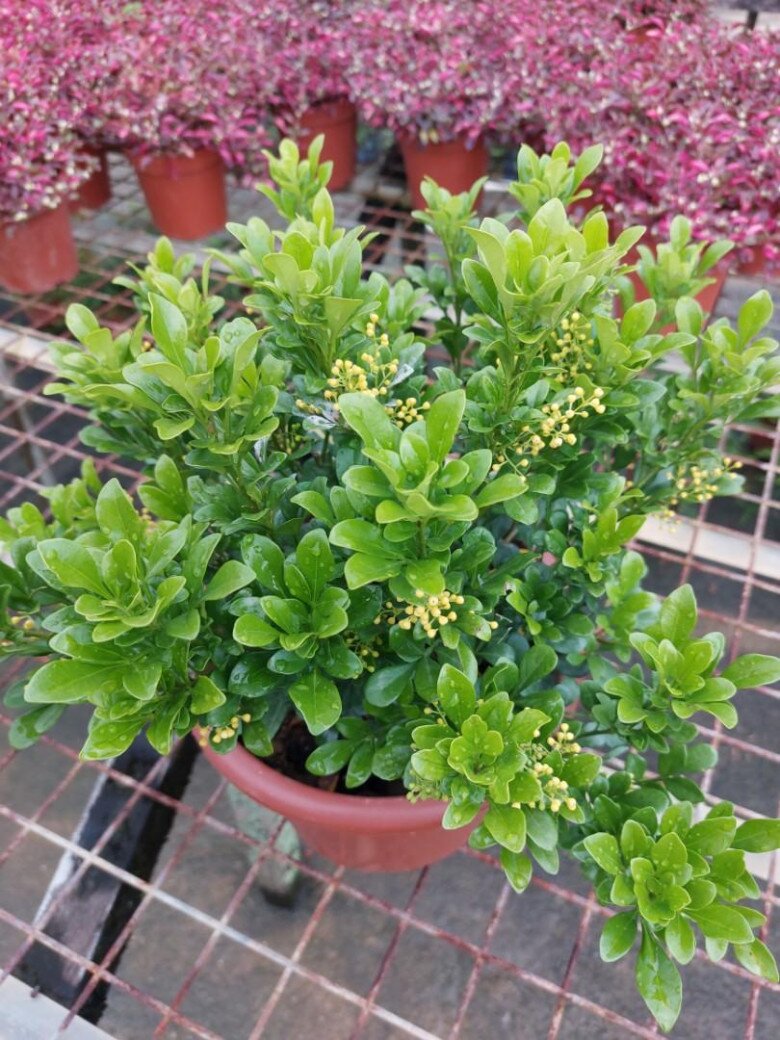 Cây dại ở hàng rào "lên chậu" thành bonsai, có cây hơn 1 tỷ đồng, tỏa mùi thơm đặc biệt và mang lại may mắn - 6