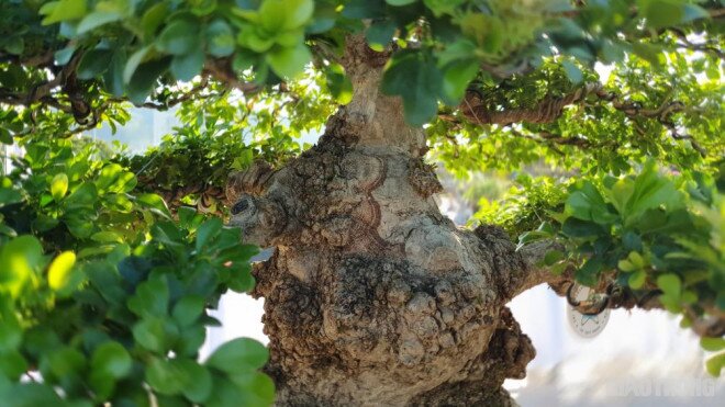Cây dại ở hàng rào "lên chậu" thành bonsai, có cây hơn 1 tỷ đồng, tỏa mùi thơm đặc biệt và mang lại may mắn - 5