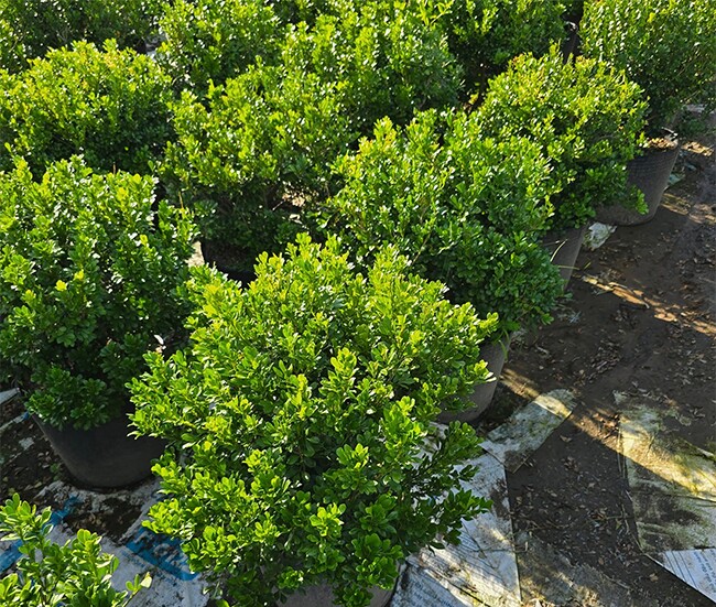 Cây dại ở hàng rào "lên chậu" thành bonsai, có cây hơn 1 tỷ đồng, tỏa mùi thơm đặc biệt và mang lại may mắn - 2