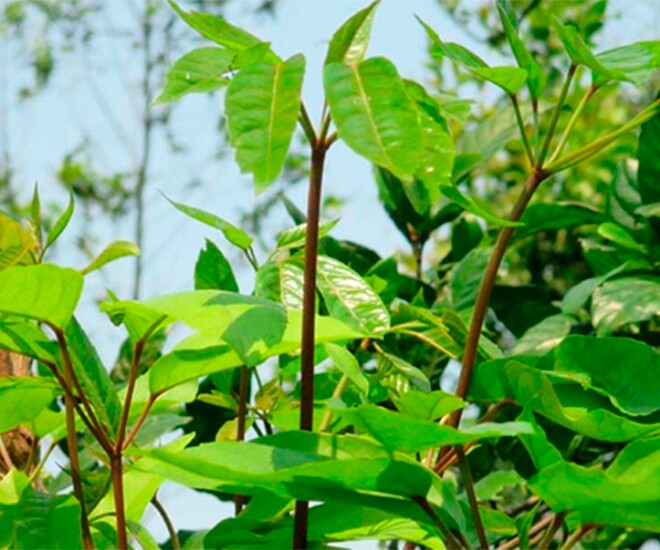 Đặc sản có tên &#34;ngượng đỏ mặt&#34;, xưa mọc bờ rào nay thành món khoái khẩu được ưa chuộng vì hương vị lạ, 50.000 đồng/kg - 1