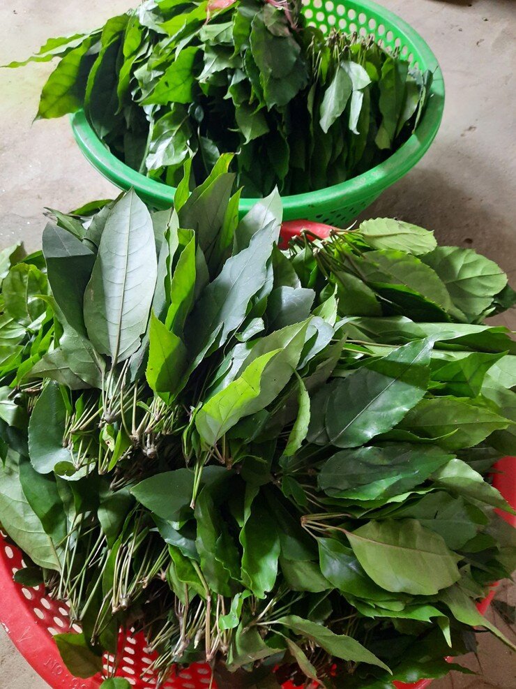 Đặc sản có tên &#34;ngượng đỏ mặt&#34;, xưa mọc bờ rào nay thành món khoái khẩu được ưa chuộng vì hương vị lạ, 50.000 đồng/kg - 3