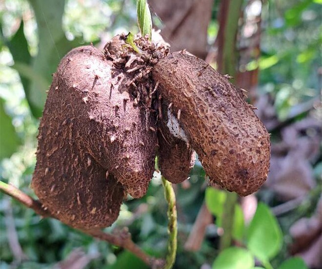 Đặc sản có tên &#34;ngượng đỏ mặt&#34;, xưa không ai biết đến nay thành món khoái khẩu được ưa chuộng, 70.000 đồng/kg - 1