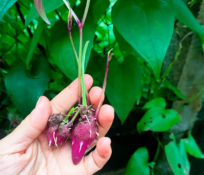 Đặc sản có tên &#34;ngượng đỏ mặt&#34;, xưa không ai biết đến nay thành món khoái khẩu được ưa chuộng, 70.000 đồng/kg - 2