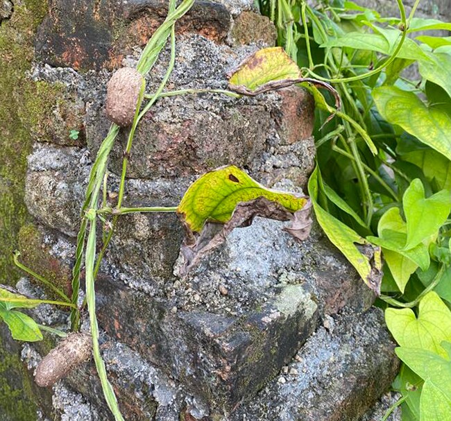 Đặc sản có tên &#34;ngượng đỏ mặt&#34;, xưa không ai biết đến nay thành món khoái khẩu được ưa chuộng, 70.000 đồng/kg - 3