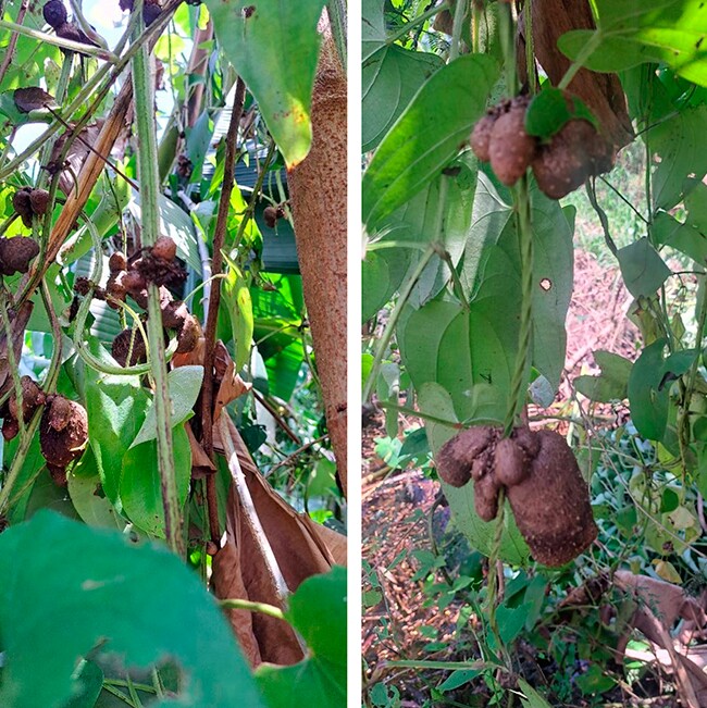 Đặc sản có tên &#34;ngượng đỏ mặt&#34;, xưa không ai biết đến nay thành món khoái khẩu được ưa chuộng, 70.000 đồng/kg - 4