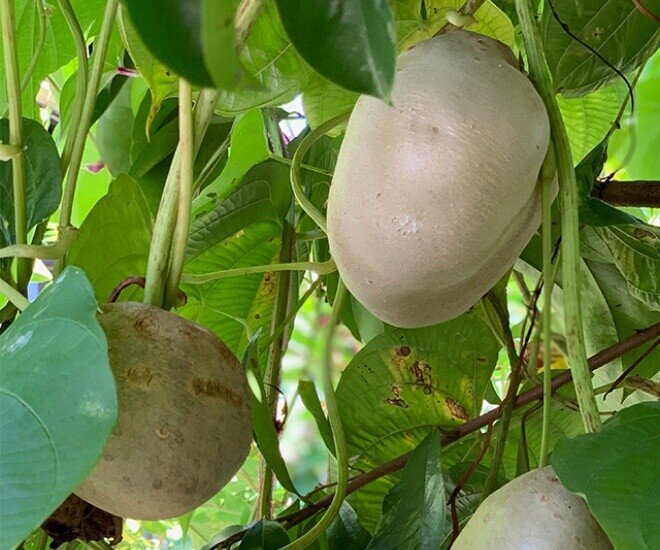 Đặc sản có tên "ngượng đỏ mặt", xưa leo bờ rào nay thành món khoái khẩu được ưa chuộng vì hương vị lạ, 40.000 đồng/kg - 1