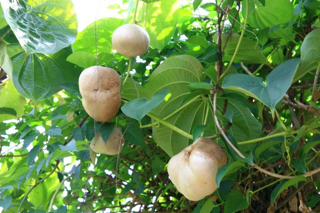 Đặc sản có tên "ngượng đỏ mặt", xưa leo bờ rào nay thành món khoái khẩu được ưa chuộng vì hương vị lạ, 40.000 đồng/kg - 3