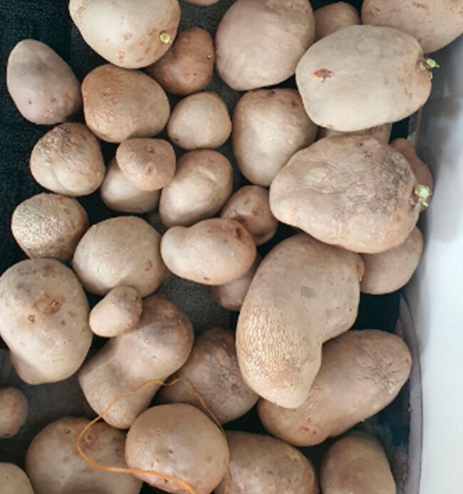 Đặc sản có tên "ngượng đỏ mặt", xưa leo bờ rào nay thành món khoái khẩu được ưa chuộng vì hương vị lạ, 40.000 đồng/kg - 2