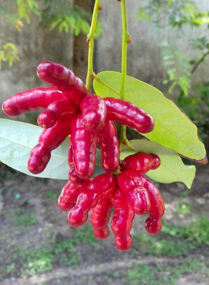 Loại quả có tên &#34;ngượng đỏ mặt&#34;, xưa mọc bờ rào ít ai ngó ngàng, nay thành đặc sản được ưa chuộng giá 25.000 đồng/kg - 2