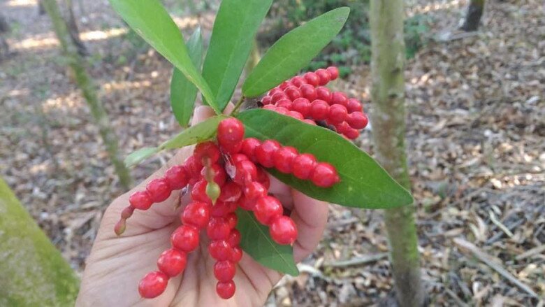 Loại quả có tên &#34;ngượng đỏ mặt&#34;, xưa mọc bờ rào ít ai ngó ngàng, nay thành đặc sản được ưa chuộng giá 25.000 đồng/kg - 3