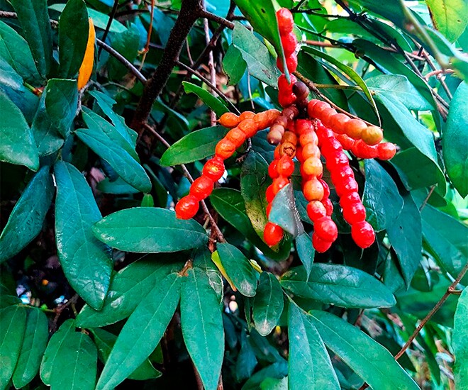 Loại quả có tên &#34;ngượng đỏ mặt&#34;, xưa mọc bờ rào ít ai ngó ngàng, nay thành đặc sản được ưa chuộng giá 25.000 đồng/kg - 1