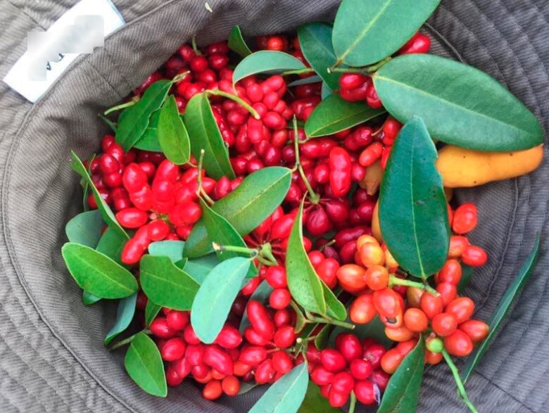 Loại quả có tên &#34;ngượng đỏ mặt&#34;, xưa mọc bờ rào ít ai ngó ngàng, nay thành đặc sản được ưa chuộng giá 25.000 đồng/kg - 4