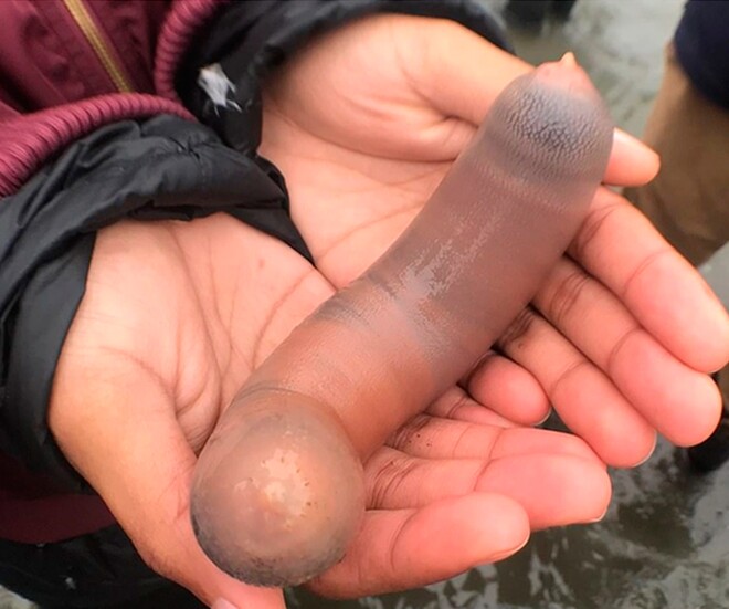 Đặc sản nghe tên "ngượng đỏ mặt", xưa ít ai ăn nay thành món bổ dưỡng trong nhà hàng được ưa chuộng, 200.000 đồng/kg - 1