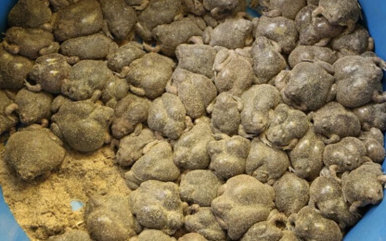 Đặc sản nghe tên "sợ khiếp vía", nay là món khoái khẩu được ưa chuộng, ban đêm dân rọi đèn bắt bán 180.000đồng/kg - 3