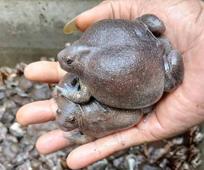 Đặc sản nghe tên "sợ khiếp vía", nay là món khoái khẩu được ưa chuộng, ban đêm dân rọi đèn bắt bán 180.000đồng/kg - 1