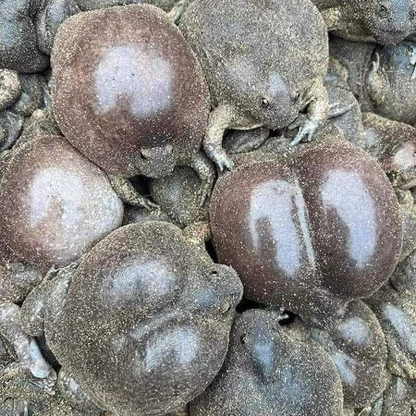 Đặc sản nghe tên "sợ khiếp vía", nay là món khoái khẩu được ưa chuộng, ban đêm dân rọi đèn bắt bán 180.000đồng/kg - 2