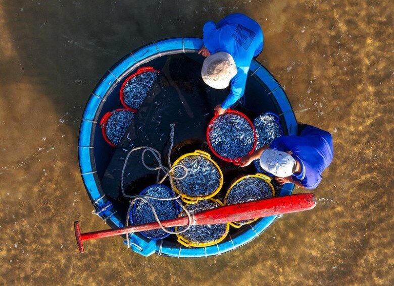 Loài cá quen thuộc ở quê "tốt hơn cá hồi", xưa giá rẻ như cho nay thành đặc sản khoái khẩu ở thành phố, 70.000 đồng/kg - 2