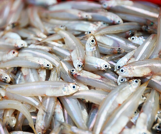 Loài cá quen thuộc ở quê "tốt hơn cá hồi", xưa giá rẻ như cho nay thành đặc sản khoái khẩu ở thành phố, 70.000 đồng/kg - 1