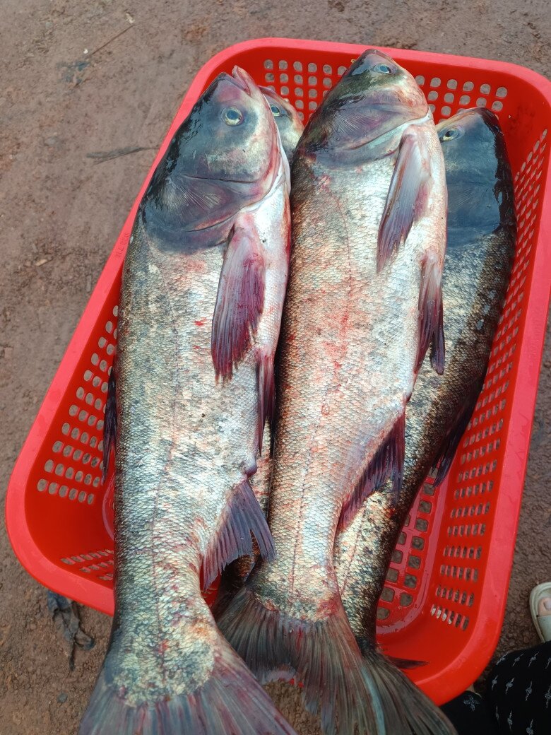 Loài cá ở quê &#34;tốt hơn cá hồi&#34;, xưa không ai ngó ngàng nay thành đặc sản khoái khẩu ở thành phố, 60.000 đồng/kg - 3