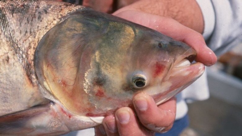 Loài cá ở quê &#34;tốt hơn cá hồi&#34;, xưa không ai ngó ngàng nay thành đặc sản khoái khẩu ở thành phố, 60.000 đồng/kg - 4