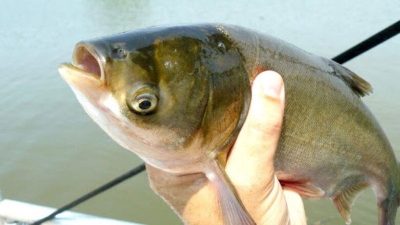 Loài cá ở quê &#34;tốt hơn cá hồi&#34;, xưa không ai ngó ngàng nay thành đặc sản khoái khẩu ở thành phố, 60.000 đồng/kg - 5