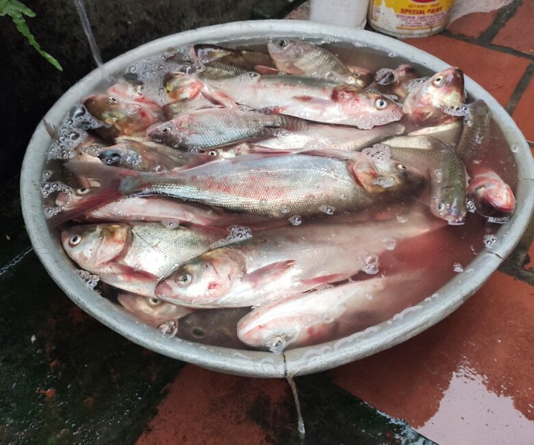 Loài cá ở quê &#34;tốt hơn cá hồi&#34;, xưa không ai ngó ngàng nay thành đặc sản khoái khẩu ở thành phố, 60.000 đồng/kg - 1