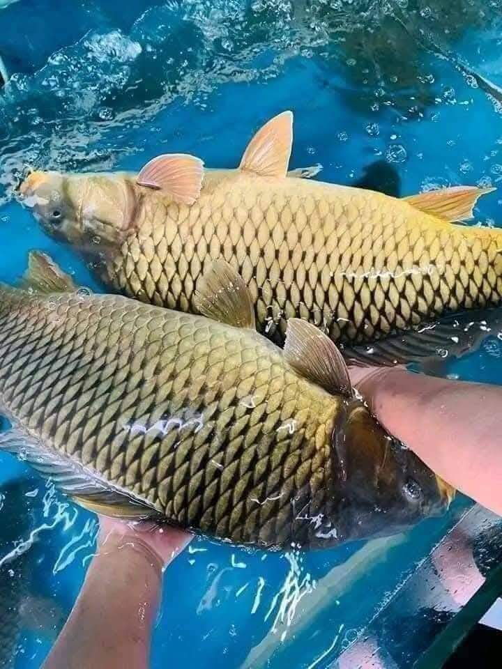 Loài cá quen thuộc ở quê &#34;tốt hơn cá hồi&#34;, xưa giá rẻ như cho nay thành đặc sản được ưa chuộng, 90.000 đồng/kg - 4