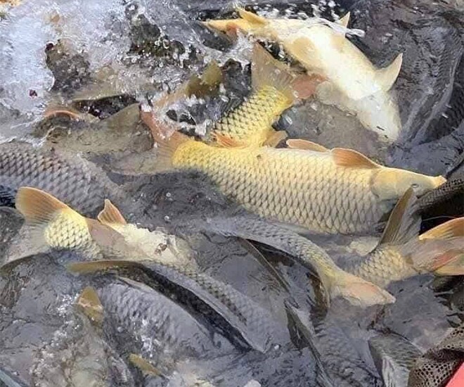 Loài cá quen thuộc ở quê &#34;tốt hơn cá hồi&#34;, xưa giá rẻ như cho nay thành đặc sản được ưa chuộng, 90.000 đồng/kg - 1