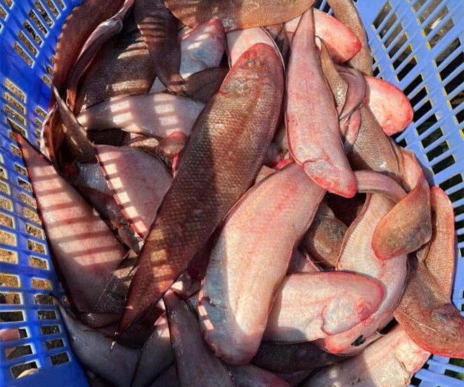 Loài cá quen thuộc "tốt hơn cá hồi", bán đầy chợ nhưng ít người mua ăn, nay thành đặc sản 100.000 đồng/kg - 1