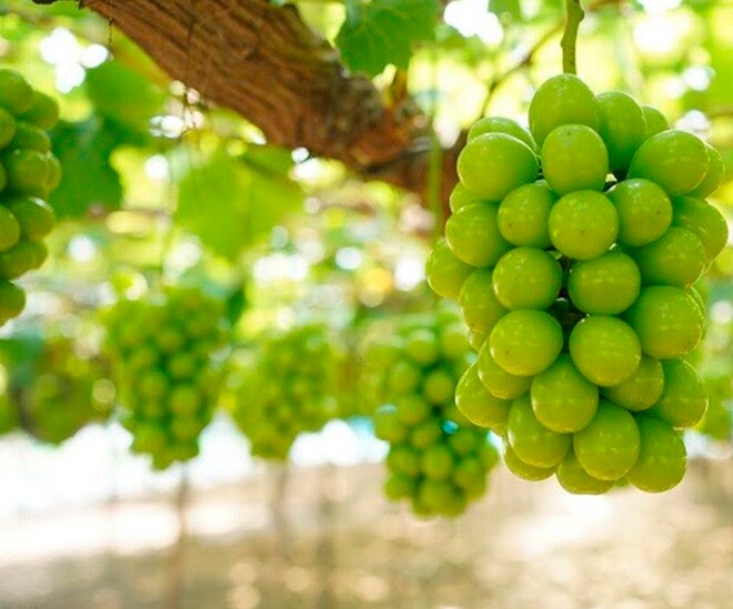 Loại quả đắt bậc nhất thế giới, Việt Nam trồng thành công một lần cho thu hoạch nhiều năm, là đặc sản nổi tiếng giá 450.000 đồng/kg  - 1