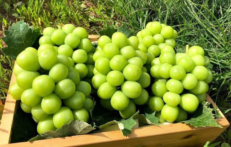 Loại quả đắt bậc nhất thế giới, Việt Nam trồng thành công một lần cho thu hoạch nhiều năm, là đặc sản nổi tiếng giá 450.000 đồng/kg  - 4