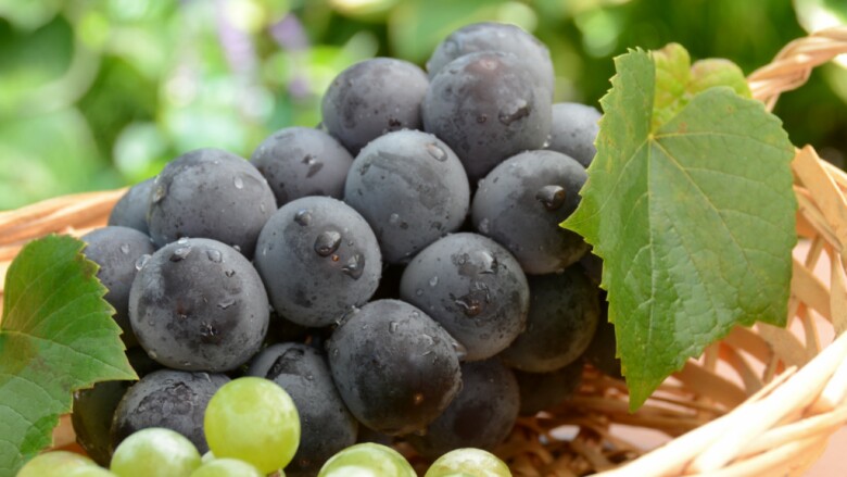 Loại quả đắt bậc nhất thế giới, Việt Nam trồng thành công một lần cho thu hoạch nhiều năm, là đặc sản nổi tiếng giá 450.000 đồng/kg  - 2