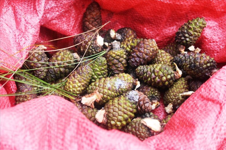 Loại quả đắt đỏ bậc nhất thế giới, Việt Nam trồng bạt ngàn thu hoạch nhiều năm, thành đặc sản nổi tiếng giá 400.000 đồng/kg - 4