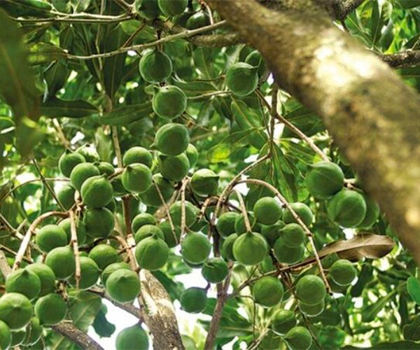 Loại quả đắt đỏ bậc nhất thế giới, Việt Nam trồng bạt ngàn thu hoạch nhiều năm, thành đặc sản nổi tiếng giá 300.000 đồng/kg - 1