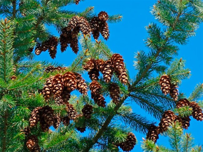 Loại quả đắt đỏ bậc nhất thế giới, Việt Nam trồng bạt ngàn thu hoạch nhiều năm, thành đặc sản nổi tiếng giá 400.000 đồng/kg - 3